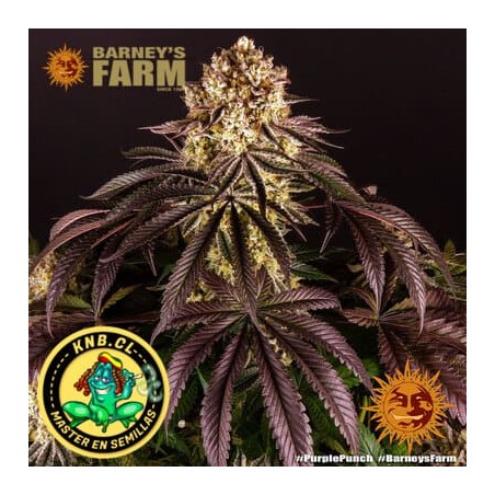 Purple Punch Barney´s Farm