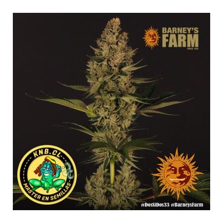 Dos Si Dos 33 de Barney´s Farm