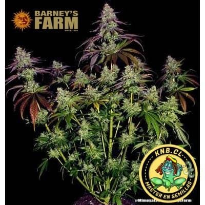 Mimosa Evo Barney´s Farm