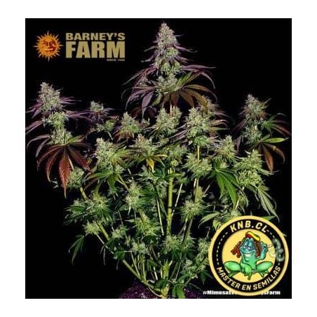 Mimosa Evo Barney´s Farm