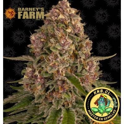 Pink Kush de Barney´s Farm
