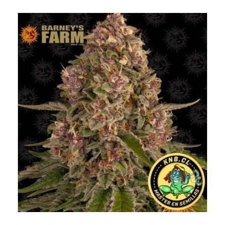Pink Kush de Barney´s Farm