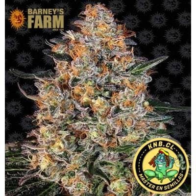 Bubba Kush Barney´s Farm