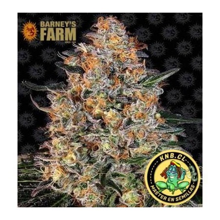Bubba Kush Barney´s Farm