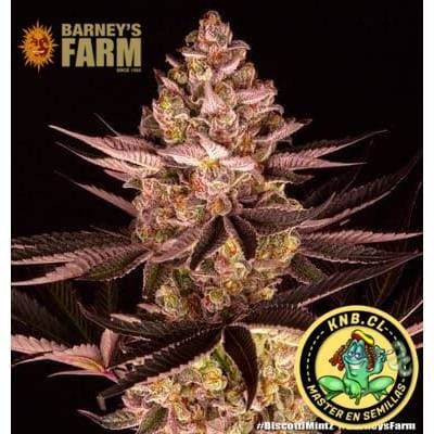 Biscotti Mintz Barney´s Farm