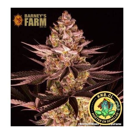 Biscotti Mintz Barney´s Farm