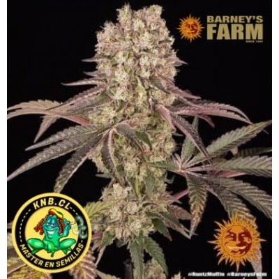 Runtz Muffin Barney´s Farm