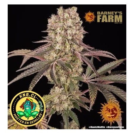 Runtz Muffin Barney´s Farm