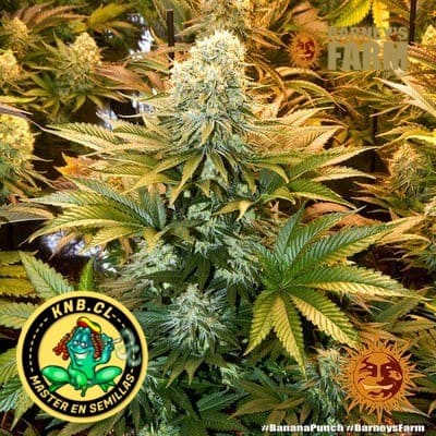 Banana Punch Barney´s Farm