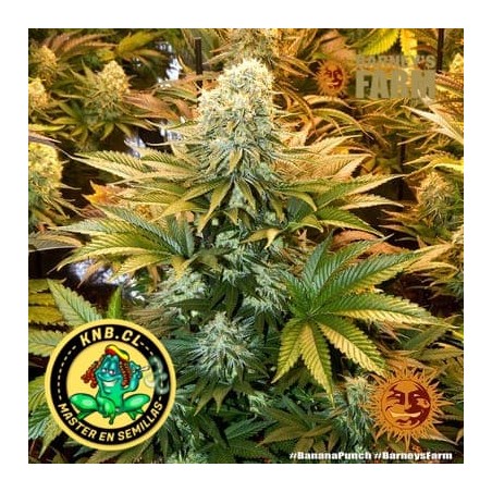 Banana Punch Barney´s Farm