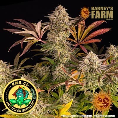 Blue Sunset Sherbet Barney´s Farm