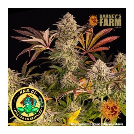 Blue Sunset Sherbet Barney´s Farm