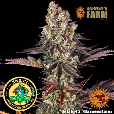 Gelato 45 Barney´s Farm