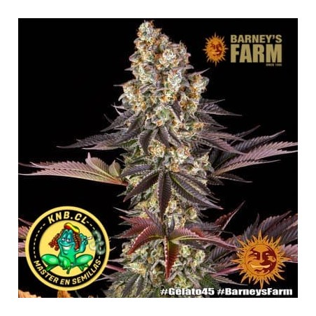 Gelato 45 Barney´s Farm