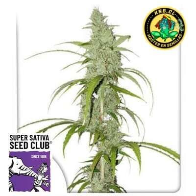 Auto Creeper Super Sativa