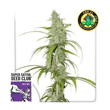 Auto Creeper Super Sativa