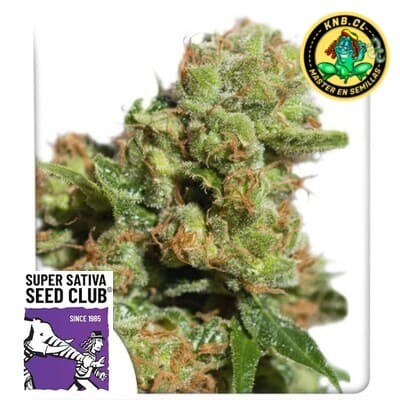 Bruce Lemon Diesel auto Super Sativa