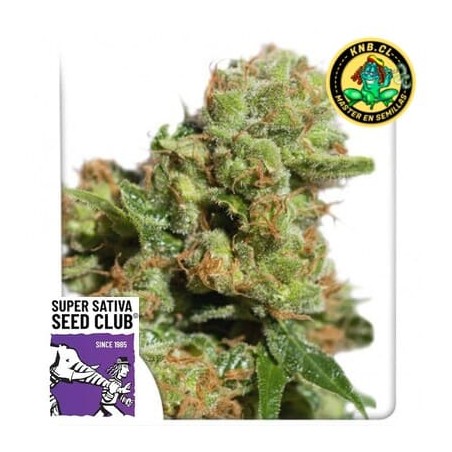 Bruce Lemon Diesel auto Super Sativa