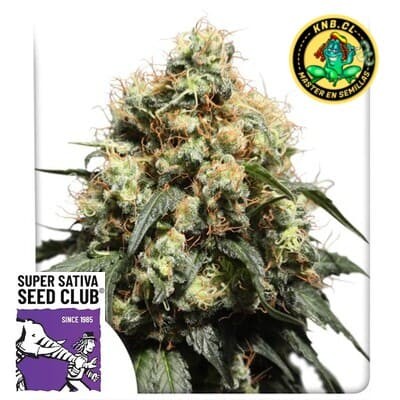 Bruce Lemon Diesel Super Sativa