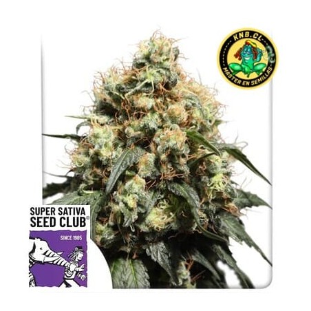 Bruce Lemon Diesel Super Sativa