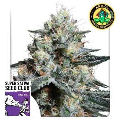 Lava Freeze Super Sativa