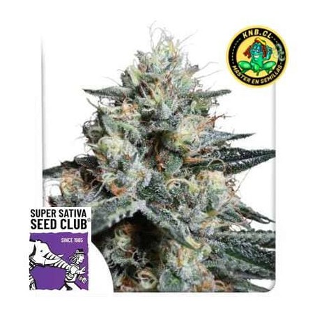 Lava Freeze Super Sativa