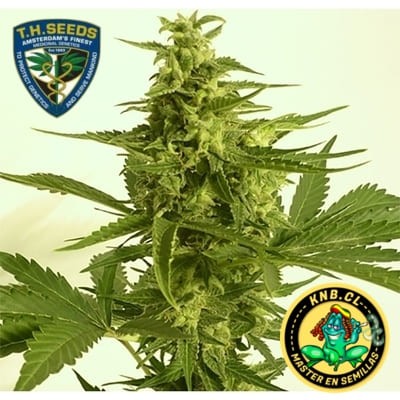 Critical HOG auto de TH Seeds