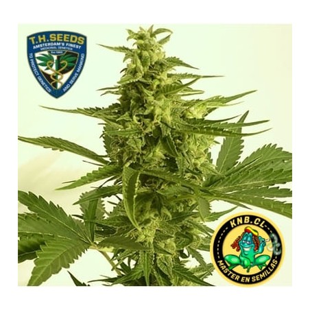 Critical HOG auto de TH Seeds