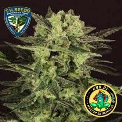 MK Ultra auto de TH Seeds