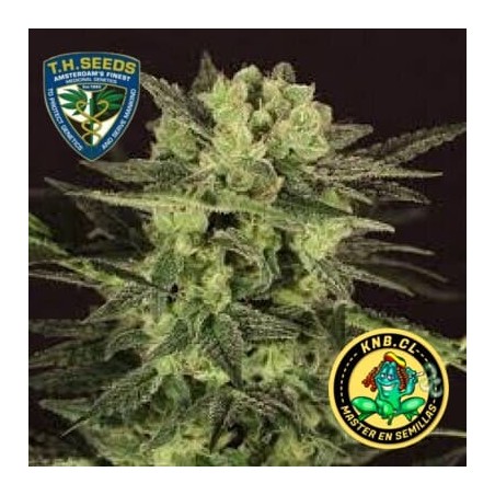 MK Ultra auto de TH Seeds