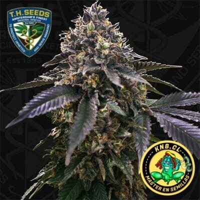 French Macaron de TH Seeds