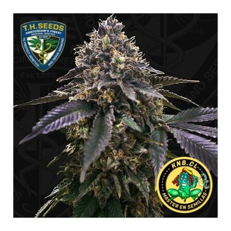 French Macaron de TH Seeds