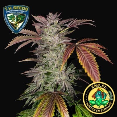 Gelato Cake T.H Seeds