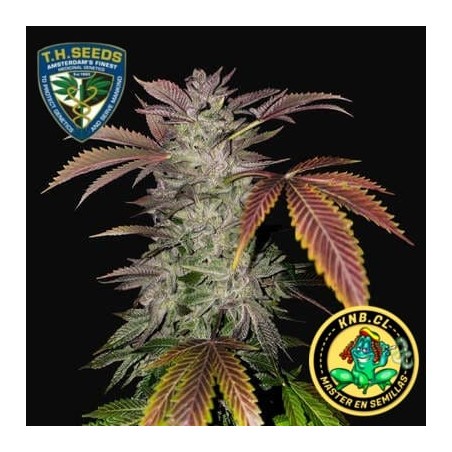 Gelato Cake T.H Seeds