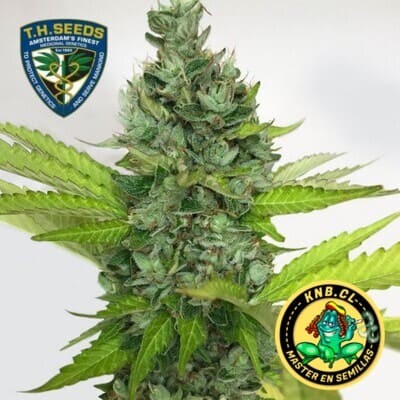 Citron Givre T.H. Seeds