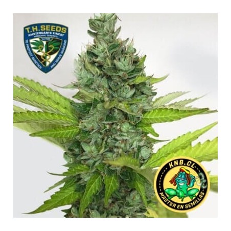 Citron Givre T.H. Seeds