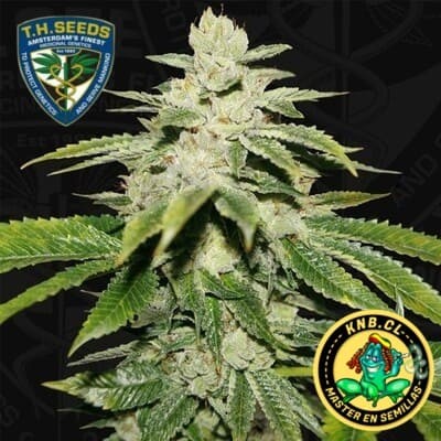 Watermelon Ultra T.H. Seeds