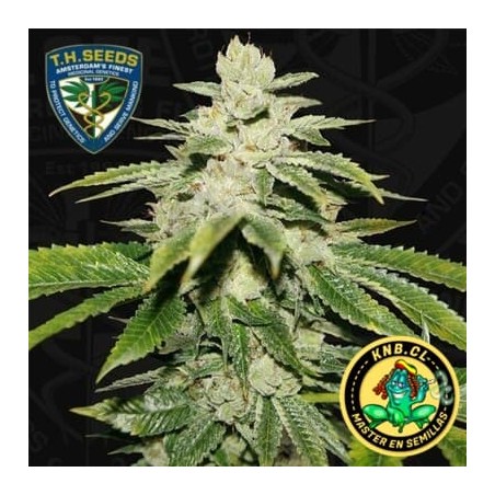 Watermelon Ultra T.H. Seeds