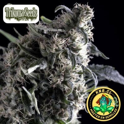 Altiro auto Trikoma Seeds