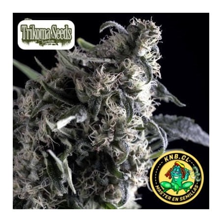 Altiro auto Trikoma Seeds