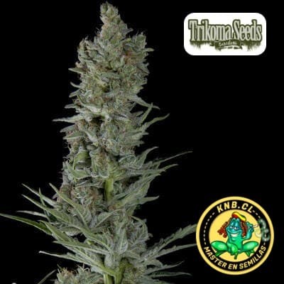 Critical Plus auto Trikoma Seeds