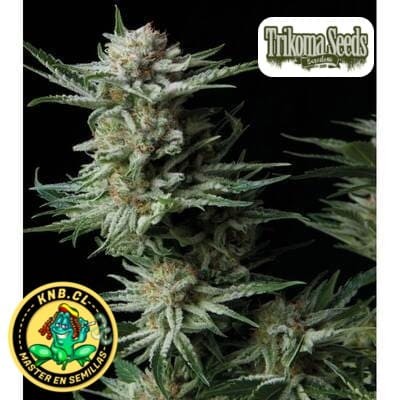 Patagonia auto Trikoma Seeds