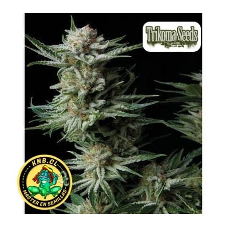 Patagonia auto Trikoma Seeds