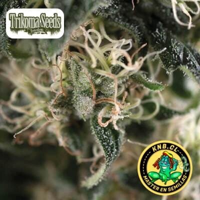 Total Cheese auto Trikoma  Seeds