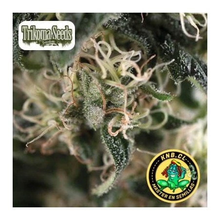 Total Cheese auto Trikoma  Seeds