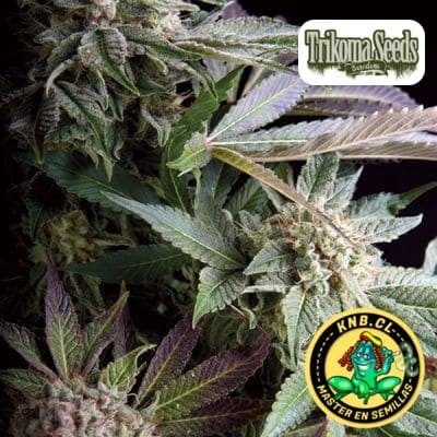 Blueberry de Trikoma Seeds