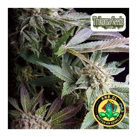 Blueberry de Trikoma Seeds