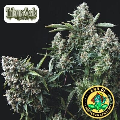 Gelato de Trikoma Seeds