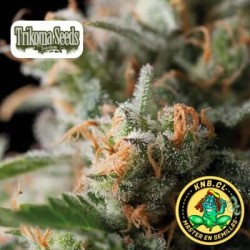 Jack Herer de Trikoma Seeds