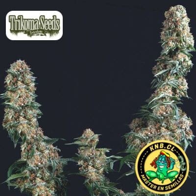 Gorilla de Trikoma Seeds